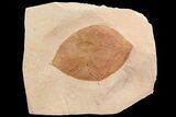 Fossil Leaf (Phyllites) - Montana #75811-1